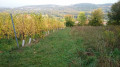 Vignobles aux portes de Dornot