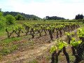 vignobles de Thézan des corbieres