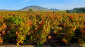 Vignobles et Mont Brouilly.