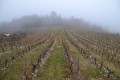 Vignobles Vignobles
