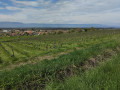 Vignobles