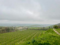 Vineyard
