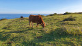 Prairie avec vue imprenable sur la mer