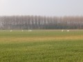 Vol d'oies sauvages