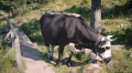 Vache Vosgienne