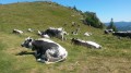Vaches Vosgiennes Vaches Vosgiennes