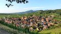 La ronde des grands crus de l'Alsace Moyenne