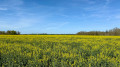 Vu sur la campagne et les champs de Colza