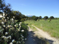 Vue Canigou et chevaux