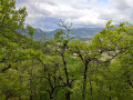 Vue d'Aurel à travers les arbres