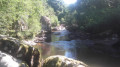 Vue d'ensemble de la chute du poirier