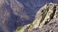 Vue d'ensemble, une étagne surveille ses 2 cabris.