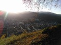 Vue dans les bois