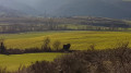 Vue de Camarès en redescendant