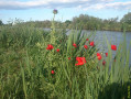 Vue de printemps sur le canal du Rhone à Sète