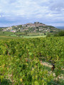 Entre vignes et bois au Sud de Sancerre