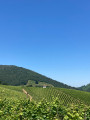 Vue depuis le bas des vignes de Mignaberry avec Etxola en fond