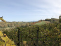 Vue des Vignes Vue des Vignes