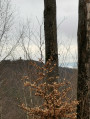 Vue du Purpurkopf