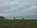 Les falaises de Criel-Sur-Mer Les falaises de Criel-Sur-Mer