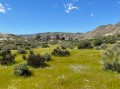 Désert de Tabernas