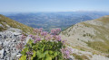 Vue florale depuis la descente