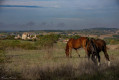Vue hippique sur Larressingle