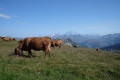 Vaches au p&acirc;turage