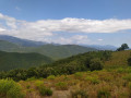 Vue panoramique forêt