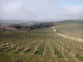 D'Arbois à Pupillin par les vignes et retour par la chapelle de l'Ermitage