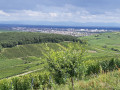 Vue sur Colmar et la vallée du Rhin