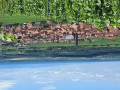 Vue sur Dambach la ville