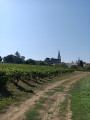Vue sur l'église Notre-Dame à Drain, à travers les vignes