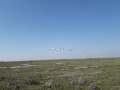 Vue sur la Baie de Somme vol de cygnes