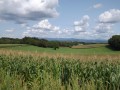 Vue sur la Forêt Noire