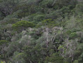 Vue sur la forêt primaire