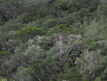 Vue sur la forêt primaire