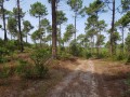 Autour de Biscarrosse Plage