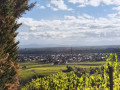 Château d'Ortenbourg et Dieffenthal depuis Dambach