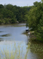 Vue sur la rivière et les vaches qui paturent