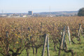 Vue sur la ville de Pons à travers les vignes