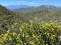 Vue sur le Canigou