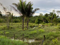 Vue sur le cheptel de vaches