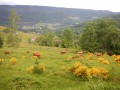 Vue sur le Ménil Vue sur le Ménil