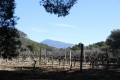 Vue sur le Mont Ventoux