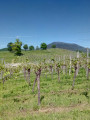 Vue sur le sommet de la Schrann