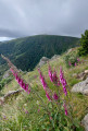 Vue sur le versant nord du Hohneck depuis la chaume des Trois Fours.