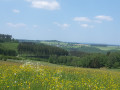 Sérénité dans les bois aux alentours de Cornimont