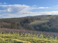 Vue sur les hauteurs du vignoble
