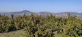 Vue sur les Puys autour de Vic le Comte